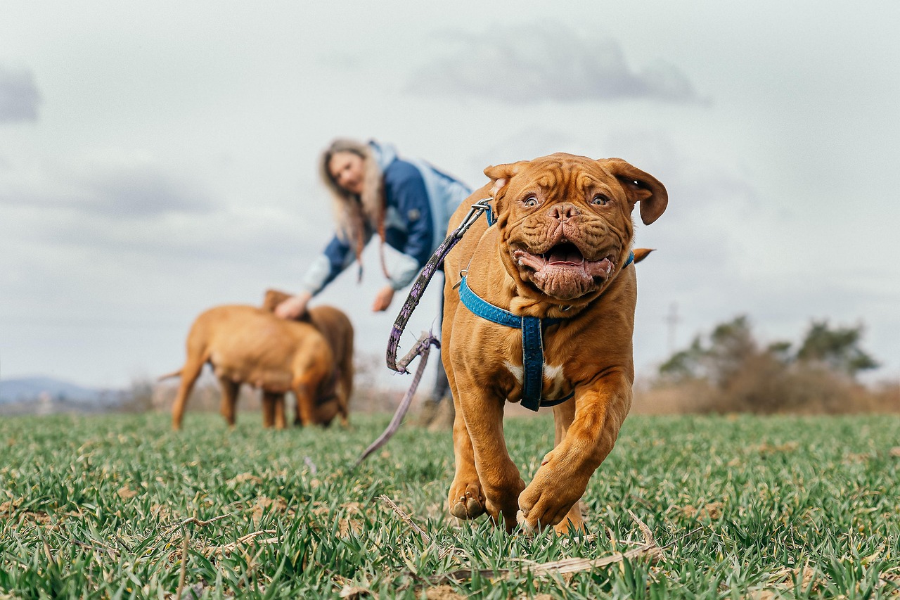 bordeaux mastiff, grass, running, dogue de bordeaux, french mastiff, bordeauxdog, canine, nature, dog, mammal, outdoors, pet, animal, playing